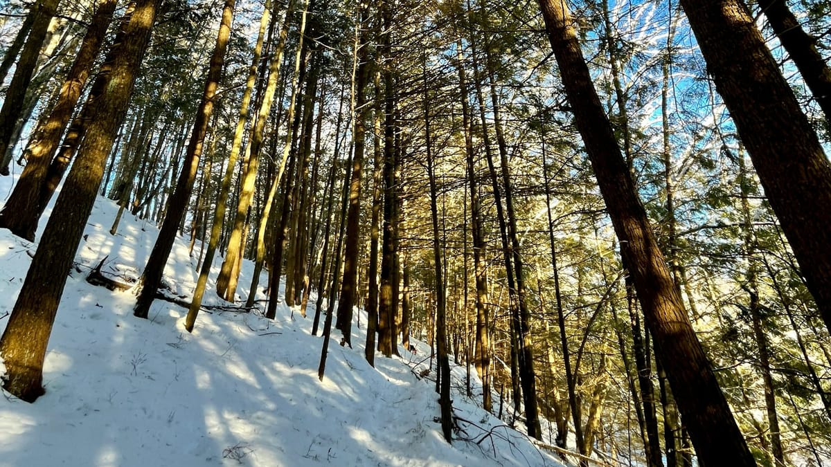 A view of pine trees extending upward to the ski from the ground level. There is snow on the ground and the winter sunlight is filtering through the trees.