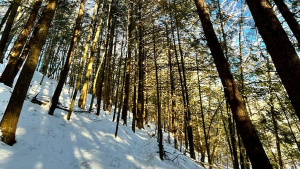 A view of pine trees extending upward to the ski from the ground level. There is snow on the ground and the winter sunlight is filtering through the trees.